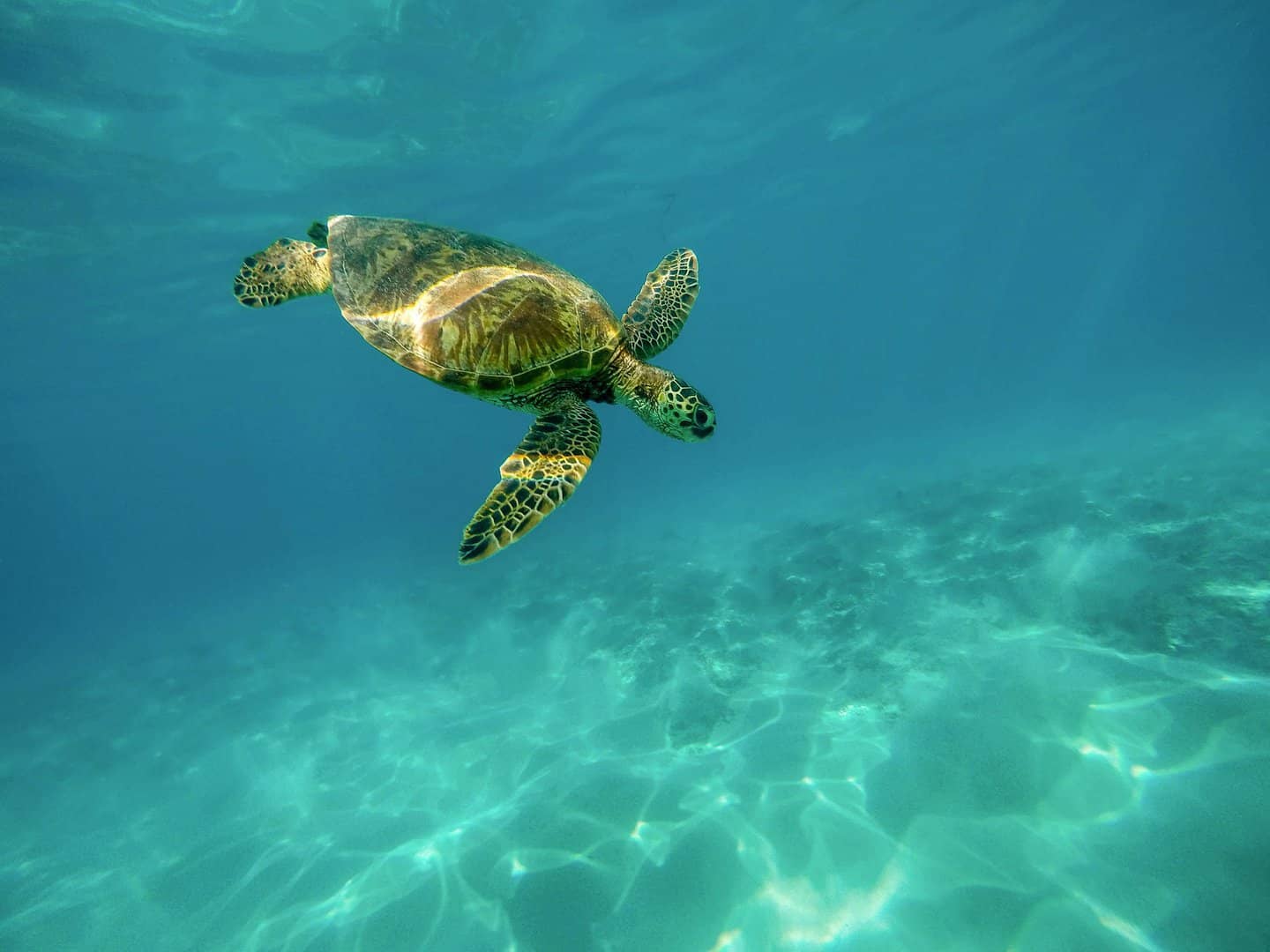 【小琉球玻璃船】不用碰水就能找到海龜，超適合帶全家老小一起參與